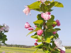 -嘉北郊野公园