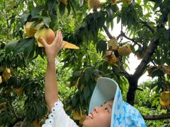 -老袁家蜜桃农场·阳山水蜜桃