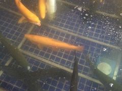 -三文彩虹鳟鱼庄