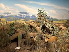 -陕西自然博物馆