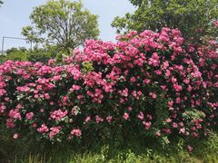 -武汉紫薇都市田园