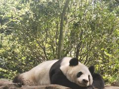 -都江堰中华大熊猫苑