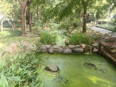 -陈家山荷花公园