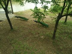 -北京麋鹿生态实验中心