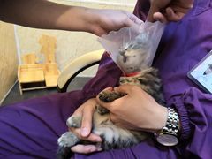 -宠爱国际动物医院·消化内科·心肾内科·ISFM猫友好(望京店)