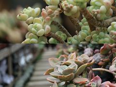 -云里小坐·小院里·团建·宴请·下午茶(三圣乡店)