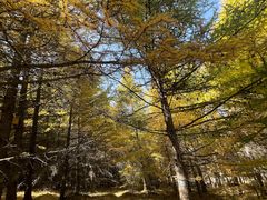 -苏木山森林公园