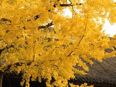 -成都市文殊院