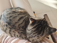 -平行世界·猫咖(首经贸店)
