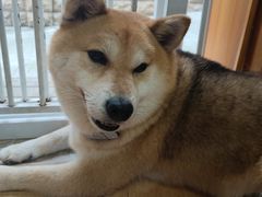 -是阿柴呀！柴犬咖啡·爱喵喵猫咖