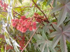 -北纬44度·金珠花海休闲农业旅游景区