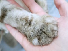 -十年猫舍·猫咪专门店(普陀店)