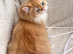 -爱洗澡的猫(望京店)