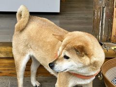 -阿婆情腊排骨火锅·野生菌季(古城旗舰店)
