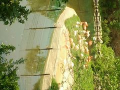 android_upload_pic-西安秦岭野生动物园