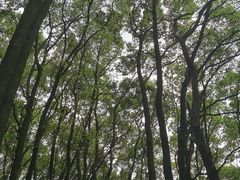 -铁山坪森林公园