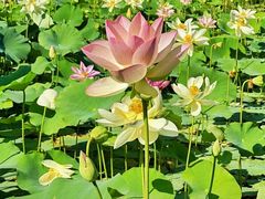 -莲花池公园