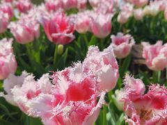 -洛阳郁金香牡丹园