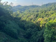 -深圳仙湖植物园