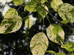 -中国科学院华南植物园