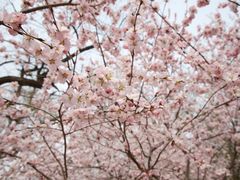 -桃花堤公园