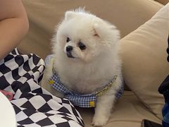 -怪兽屋·羊驼·猫咖·狗咖(俊华广场店)