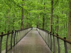 -黄海国家森林公园