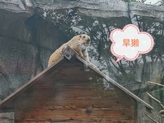 -武汉动物园