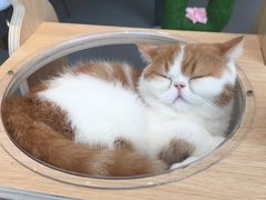 -飞行喵MR PILOT|猫舍·猫咖(静安大融城店)