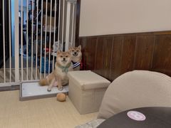-逗柴咖啡屋·狗咖猫咖宠物桌游