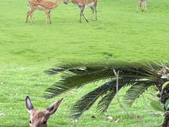 -不觉晓CAMPING(上海迪士尼营地店)