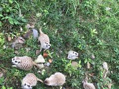 -合肥野生动物园
