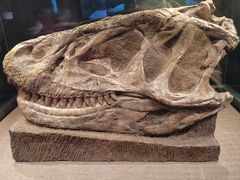 -自贡恐龙博物馆