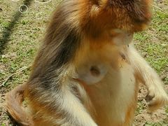 -大连森林动物园