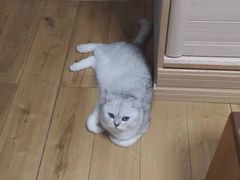 -柚子猫舍·精品猫舍购猫·猫咪认养·购宠·宠物店
