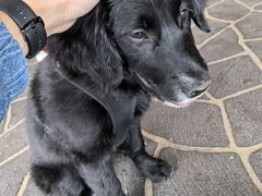 -Dooley's Premium Ice Cream