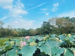 -西溪国家湿地公园