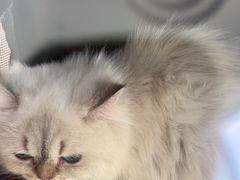 -乐琪宠物医院·犬猫专科·骨外科·急重症