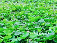 -荔湾湖公园