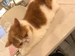 -飞行喵MR PILOT|猫舍·猫咖(静安大融城店)