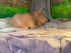 -正佳雨林生态植物园
