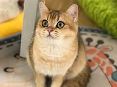 -有喵·猫咖·狗咖·40+猫狗有小奶狗(岗厦店)