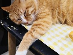 -平行世界·猫咖(首经贸店)