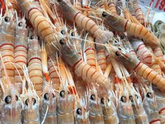 -悉尼鱼市场
