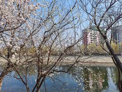 -桃花堤公园