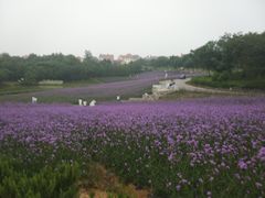 -大塘金香草谷