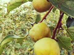 -武汉世外桃源农庄