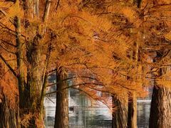 -白鹭湾湿地公园