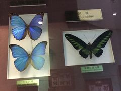 -上海昆虫博物馆