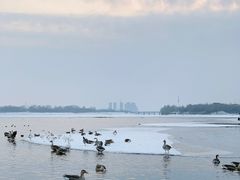 -沈阳鸟岛